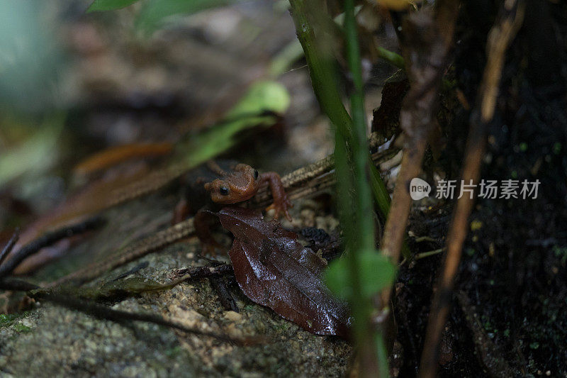 动物:成年喜马拉雅蝾螈(Tylototriton verrucosus)，又名鳄鱼蝾螈、鳄鱼蝾螈、喜马拉雅蝾螈、红节蝾螈。